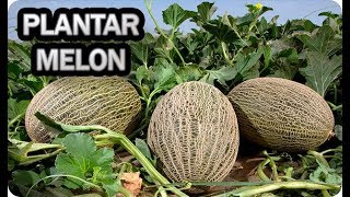 👉 Como Y Cuando Plantar Melón 🌱  Consejos Y Trucos  Cultivo En El Huerto  La Huertina De Toni [upl. by Anihc]