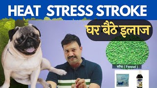 Heat Stress STROKE Treatment in Dog घर बैठे ईलाज [upl. by Ursi]