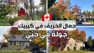 Autumn walking tour in my neighborhood 🍂🇨🇦🍁 my daily path 😍 [upl. by Armahs]