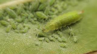 Syrphid fly larva vs aphids [upl. by Yecniuq]