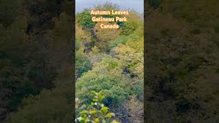 Autumn Leaves  Gatineau Park autumn autumnleaf gatineau fallseason ottawatourism ottawa [upl. by Asikal]