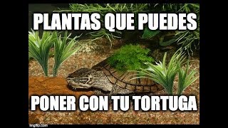 Plantas que puedes mezclar con tus tortugas [upl. by Noral522]