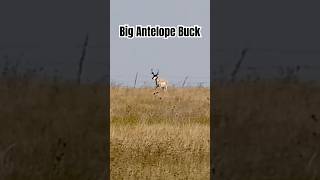 Big Antelope Buck wildlife animals hunting [upl. by Latsyrcal495]