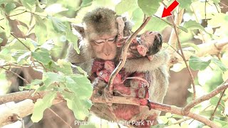 How Does A Monkey Mother Do On Her Baby After Birth For Knowledge About Monkey Giving Birth [upl. by Eatnahc]