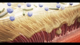 The Mucociliary Clearance of the Upper Respiratory Tract [upl. by Lemrahc]