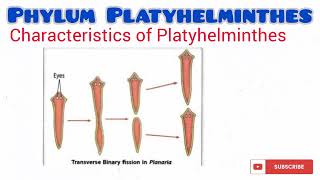 Phylum Platyhelminthes updated [upl. by Ahiel423]