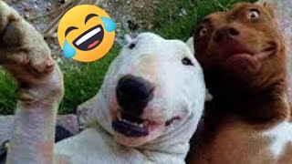 💥Videos de Risas De Animales muy GRACIOSOS y LINDOS 🐶🐱 Este Video te Hará Reír 99999 GARANTIZADO🤣 [upl. by Michel592]