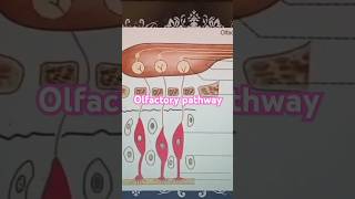 Olfactory Pathway Medical Physiology first year 👩‍⚕️🏥medicolectureolfactorypathwaytrendingshorts [upl. by Pattin]