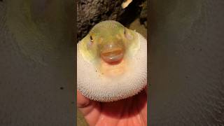 puffer Fish  self defense [upl. by Brooking]