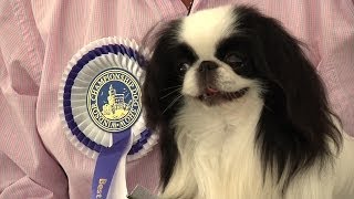 Windsor Championship Dog Show 2014  Toy group [upl. by Adnik809]