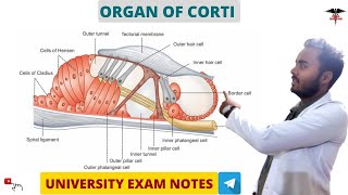 Organ Of Corti  Special Sense Physiology  Nursing DMLT  BMLT  MBBS Lecturer [upl. by Tankoos]