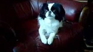 Japanese chin barking [upl. by Trici305]