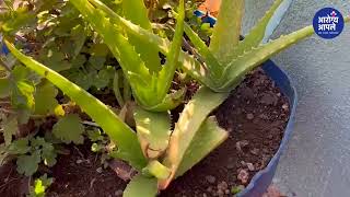 tree information l कोरफडीचे बहुगुणी औषधीय फायदे  health benefits of aloe vera [upl. by Aliek]