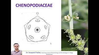 CHENOPODIACEAE [upl. by Niajneb636]