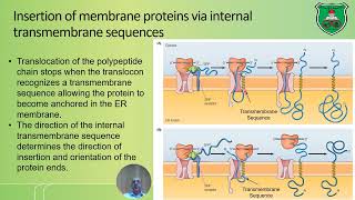 Endoplasmic reticulum and protein sorting 2024 2025 [upl. by Neleag351]