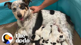 Pregnant Foster Dog Surprises Everyone With Her Tenth Puppy  The Dodo Foster Diaries [upl. by Tamara]