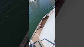 Sea Lion wakes up on Yacht youtobeshorts subscribe shorts wildlife [upl. by Lugar]