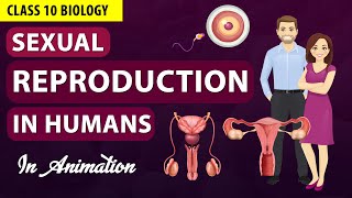 Sexual reproduction in human beings class 10 biology NCERT SCIENCE [upl. by Eelyak]