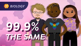 Population Genetics Why do we have different skin colors Crash Course Biology 14 [upl. by Adyahs]