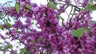 JUDAS TREE AT MAIDENCOMBE [upl. by Ynnel]