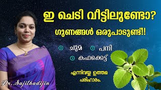 പനിക്കൂർക്കഇല☘️ ചുമപനി ജലദോഷത്തിനും ഉടനടി ആശ്വാസംpanikkoorkka Health benefitsAyurcharya [upl. by Novihs]