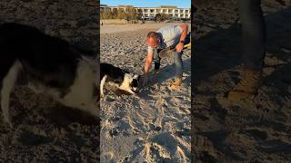 Je dresse le premier chien chercheur de trésor du MONDE 😱 [upl. by Powers]