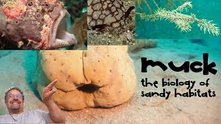 MUCK The Biology of Underwater Sandy Habitats in the Tropics [upl. by Reena480]