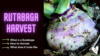 Rutabaga Harvest  What is a Rutabaga How to Harvest What does it Taste like [upl. by Nahs]