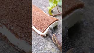 Garden Snails Eating Kinder MilkSlice 😋 [upl. by Weksler]