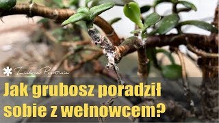 Jak grubosz poradził sobie z wełnowcem [upl. by Rockie]