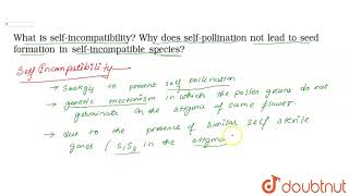 What is selfincompatibility Why does selfpollination not lead to seed formation [upl. by Alexandros]