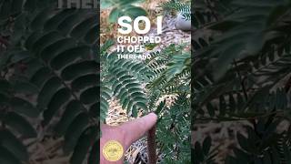 Would you do this to Leucaena permaculture foodforest frost [upl. by Atilahs289]