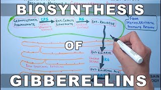 Biosynthesis of Gibberelins [upl. by Rastus438]