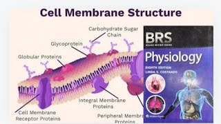 BRS Physiology Cell physiology  Cell Membrane Structure  Lipid Bilayer  Peripheral proteins [upl. by Niels]