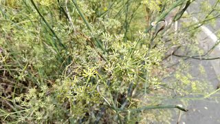 Foeniculum vulgare Fennel [upl. by Pihc]