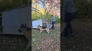 Moving the Chicken Tractor with Nala backyardchickens germanshepherd [upl. by Burner]