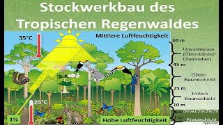 Stockwerkbau des tropischen Regenwaldes Erdkunde [upl. by Elleirda]