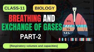 BREATHING AND EXCHANGE OF GASES CLASS11 BIOLOGY PART2 NCERT  CBSE 2025  IMS ACADEMY biology [upl. by Atikaj235]