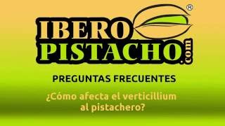 ¿Cómo afecta el verticillium al pistachero [upl. by Ennair743]