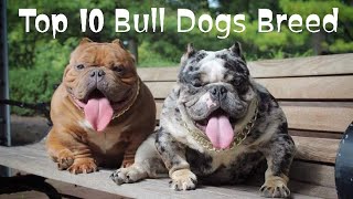 Top 10 Bull Dogs breed  top 10 best bull dog types top 10 bully dogs  bull dogs breed in English [upl. by Berkly]