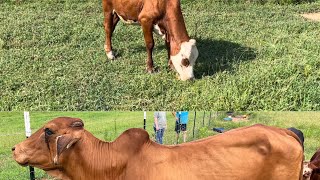 New red Brahman cow and update on our earless cow [upl. by Yzmar]