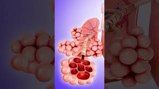 The ALVEOLI Structure amp Function  OCR GCSE PE  The Cardiovascular amp Respiratory Systems 14 [upl. by Acul]