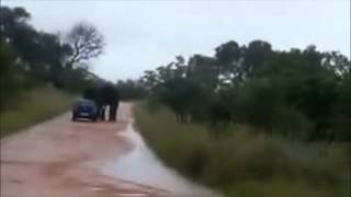 Elephant overturns a Car in Kruger National Park [upl. by Evvy]