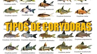 DIFERENTES TIPOS DE CORYDORAS [upl. by Laden625]