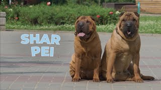 Shar Pei Dog Breed 101 [upl. by Ahsyia]