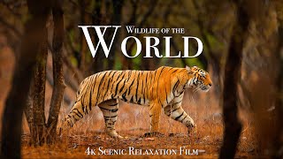 Wildlife of the World 4K  Scenic Animal Film With Inspiring Music [upl. by Niamart]