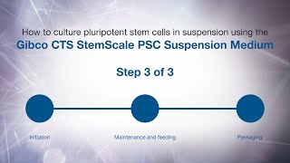 How to culture PSCs in suspension using Gibco CTS StemScale PSC Suspension Medium Passaging [upl. by Ayisan226]