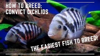 The Easiest Fish to Breed  How to Breed Convict Cichlids [upl. by Francois598]