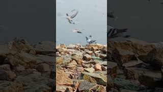 Pigeons in river amazing sanddream naturephotography rivermorning [upl. by Atinrahs597]