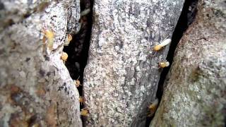 Termites defending nest exposed in base of tree [upl. by Gabel]